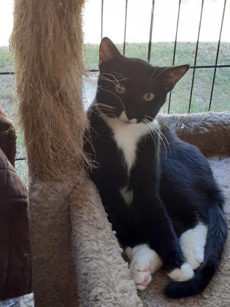 Henna, a Adoptable Tuxedo in Wimauma, FL image 3/6