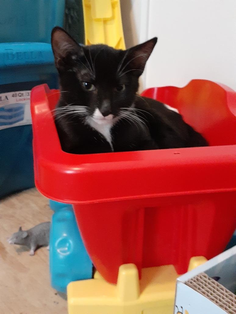 Henna, a Adoptable Tuxedo in Wimauma, FL image 2/6