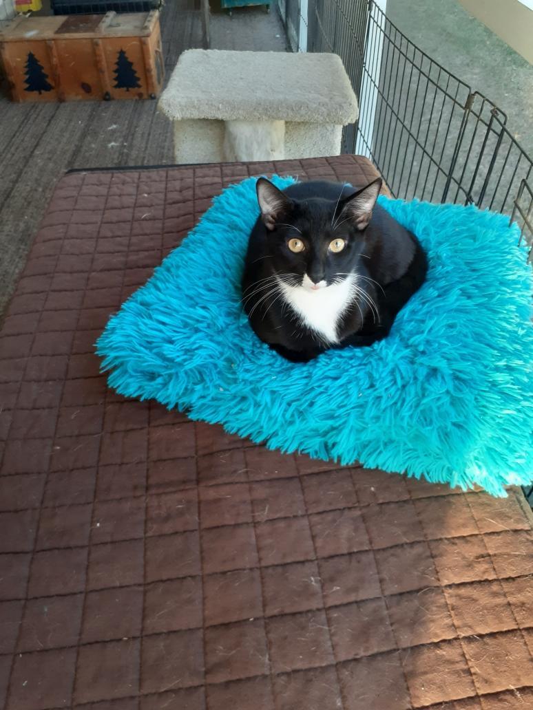 Henna, Adoptable, Kitten Female Tuxedo.