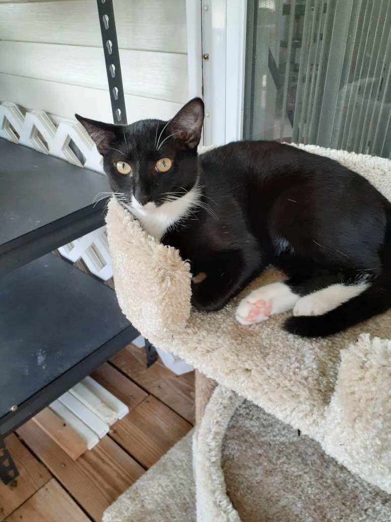 Henna, a Adoptable Tuxedo in Wimauma, FL image 2/6