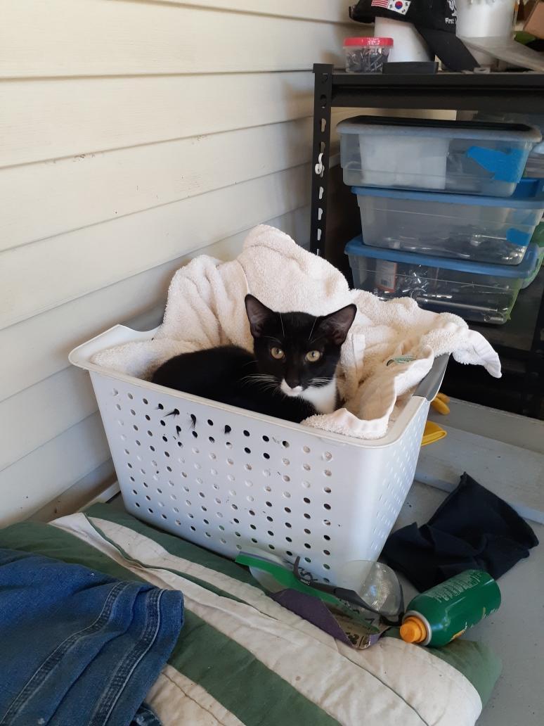 Henna, a Adoptable Tuxedo in Wimauma, FL image 4/6