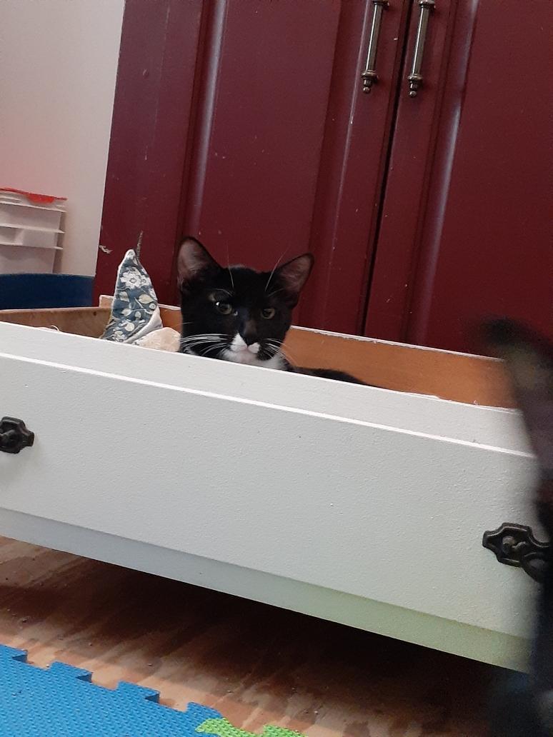 Henna, a Adoptable Tuxedo in Wimauma, FL image 4/6