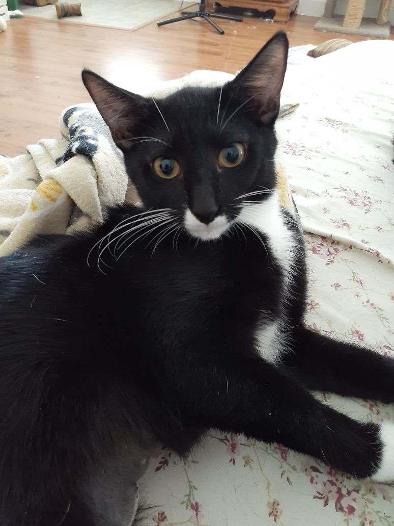 Henna, a Adoptable Tuxedo in Wimauma, FL image 6/6