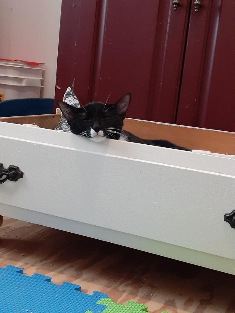 Henna, a Adoptable Tuxedo in Wimauma, FL image 6/6