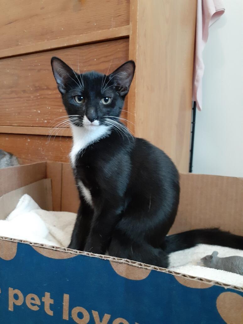 Henna, a Adoptable Tuxedo in Wimauma, FL image 1/6