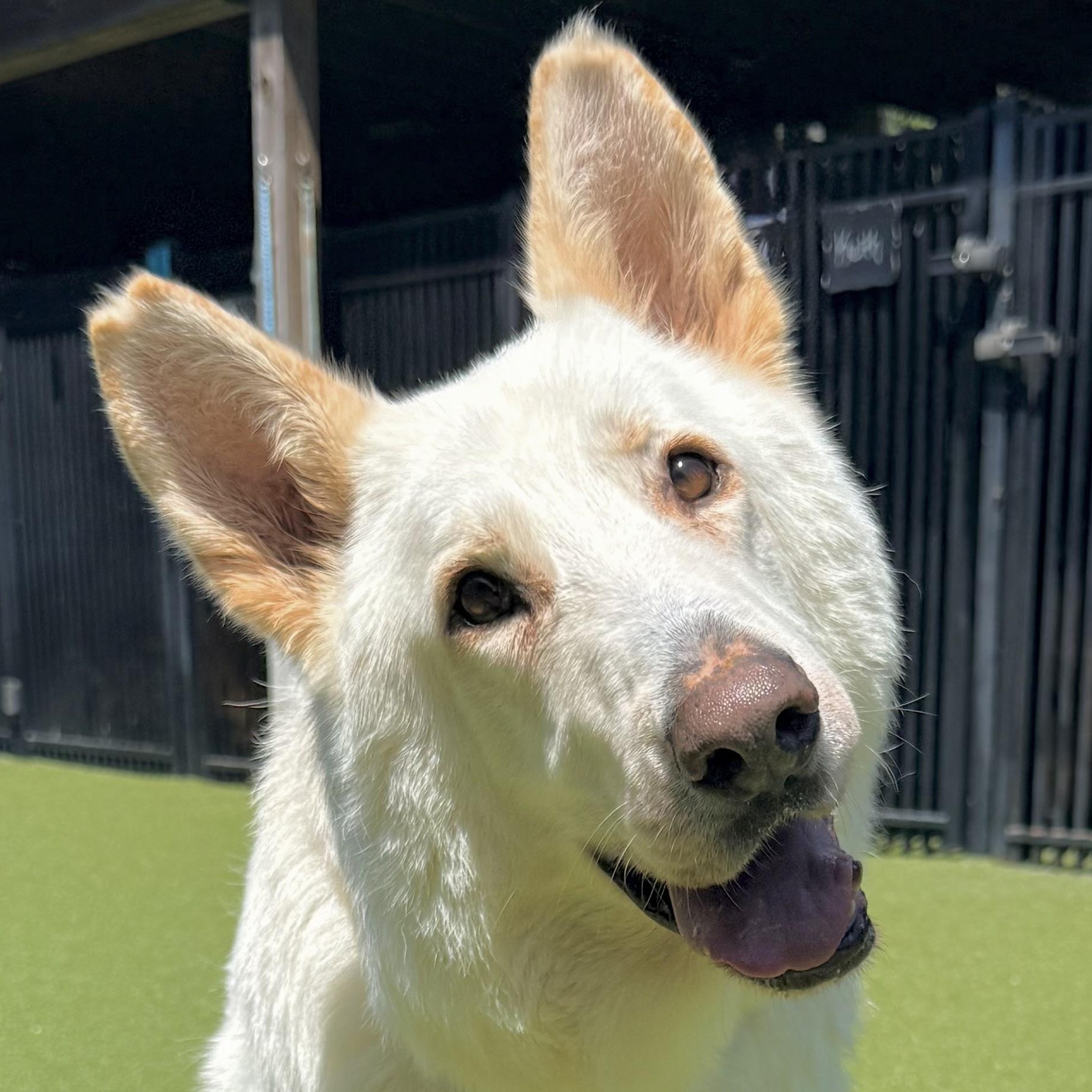 TIMBER, ADOPTABLE, Adult Male Shepherd & Husky.