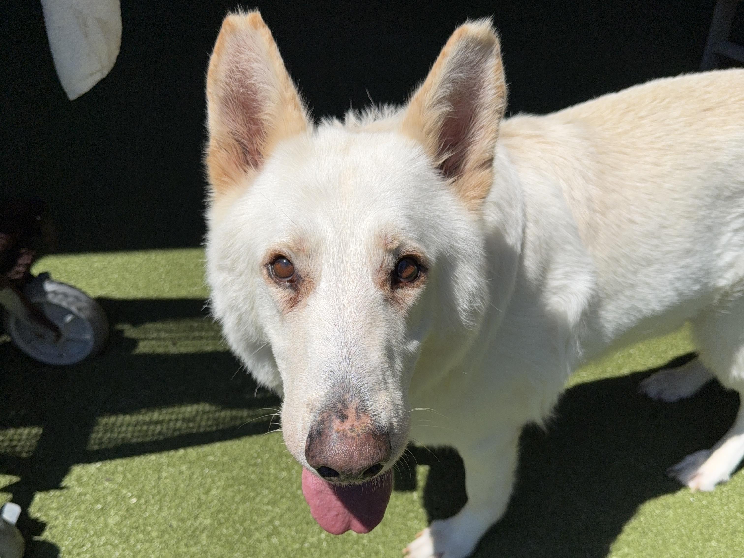 TIMBER, a ADOPTABLE mixed breed in Ridgeland, SC image 4/4