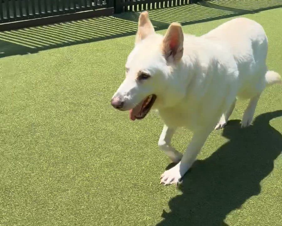 Enlarge TIMBER, a ADOPTABLE mixed breed in Ridgeland, SC video 2/4