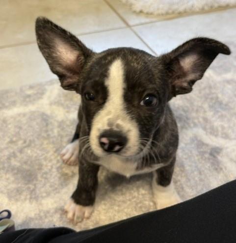 Enlarge Boston, a Adopted mixed breed in Tulsa, OK image 2/2