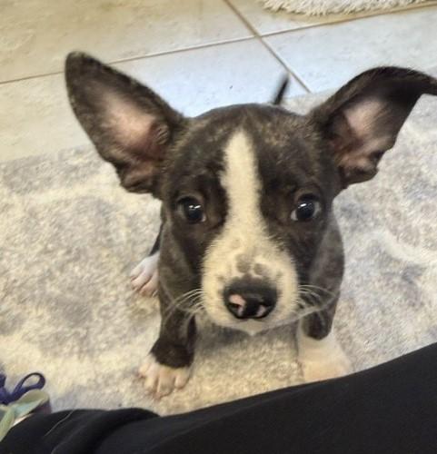 Enlarge Boston, a Adopted mixed breed in Tulsa, OK image 1/2