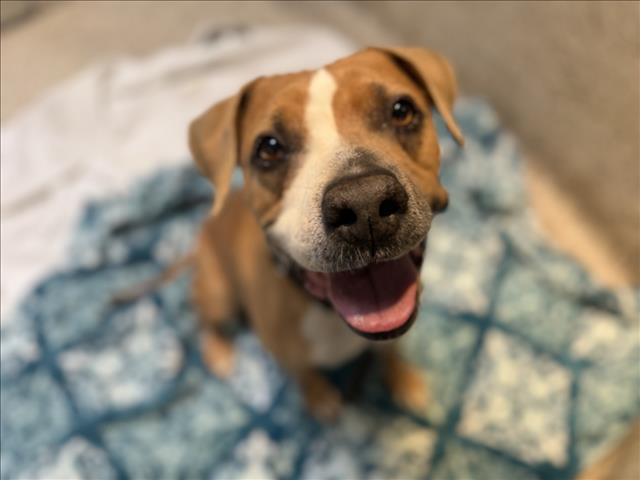 SYLMAR, Adoptable, Adult Female Mixed Breed.