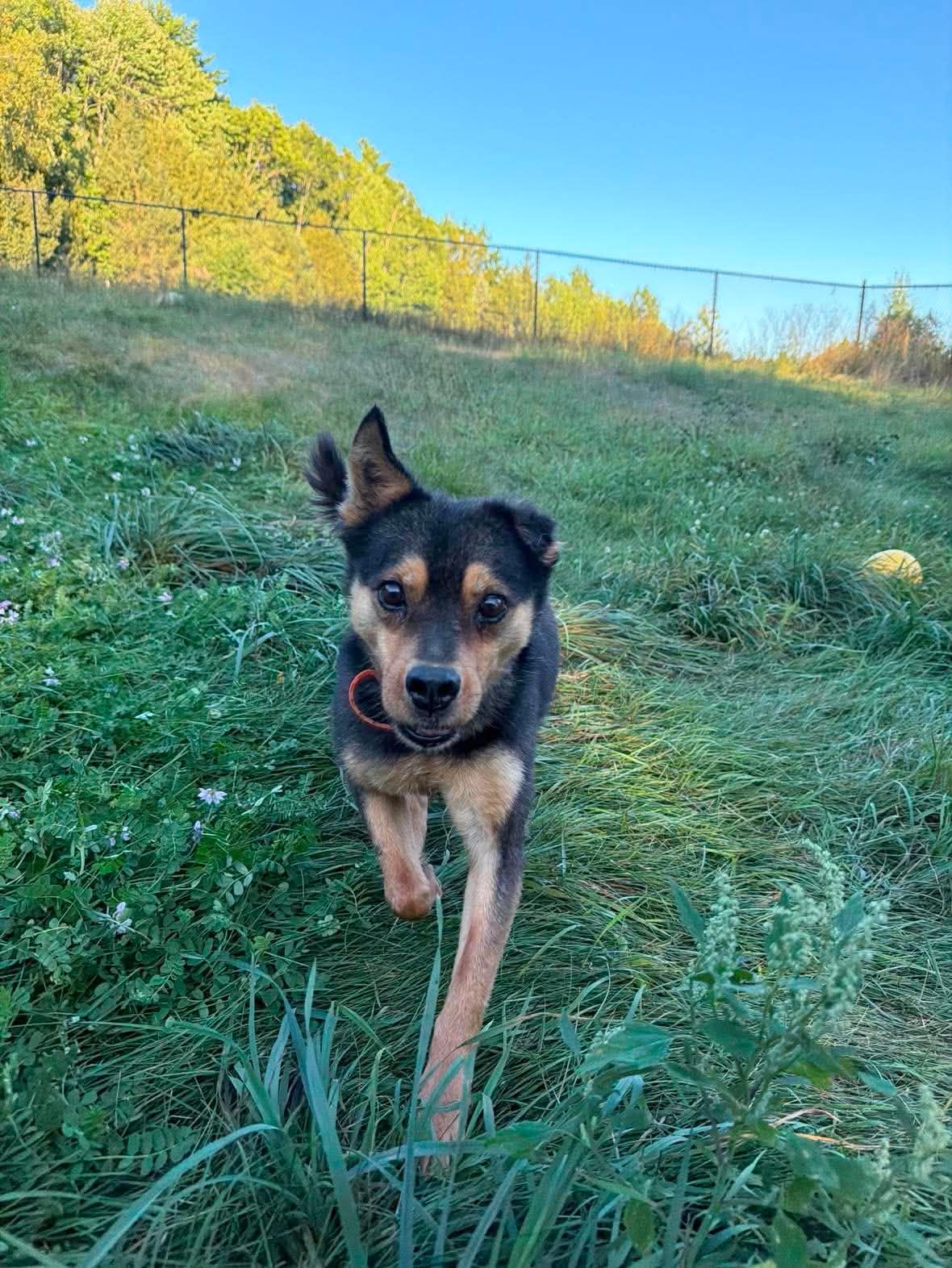 Enlarge Sammy, a Adoptable mixed breed in Greenville, NH image 5/6