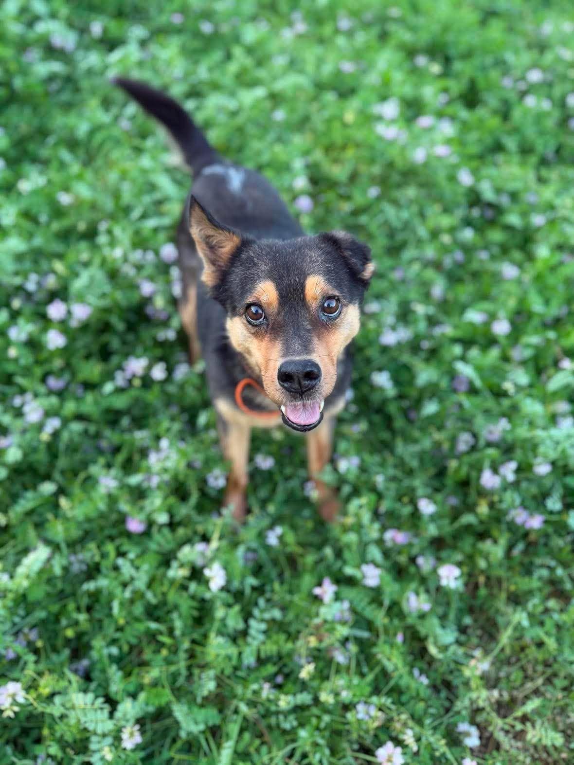 Enlarge Sammy, a Adoptable mixed breed in Greenville, NH image 6/6