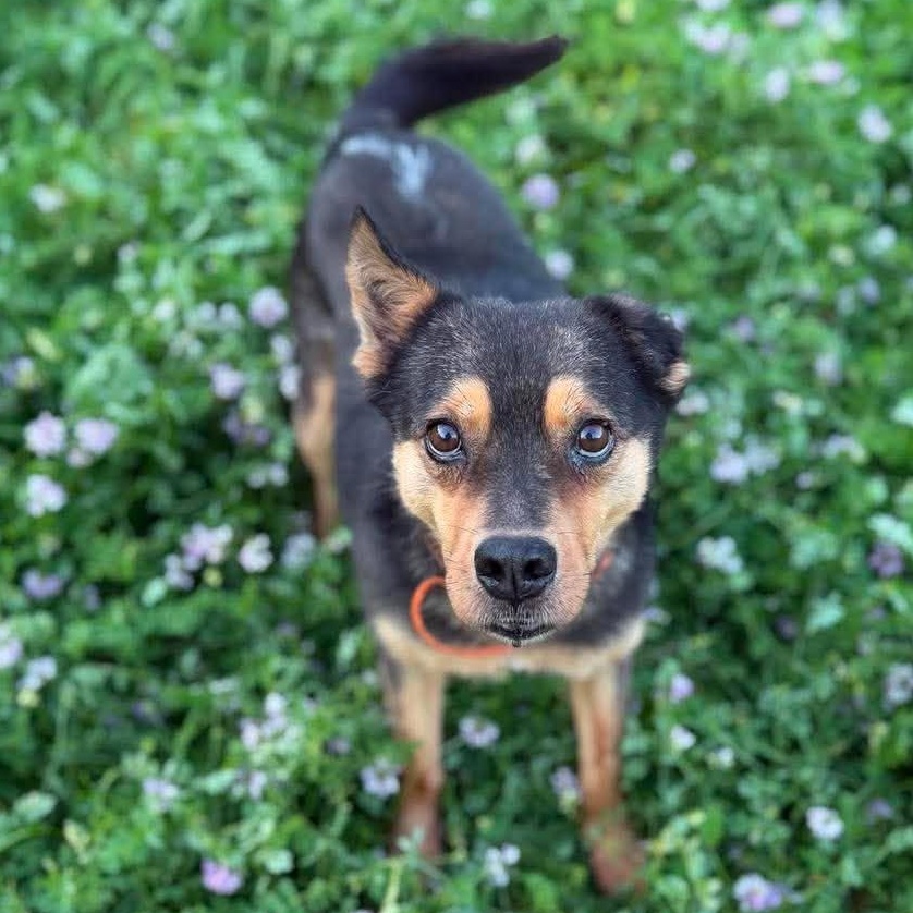 Sammy, Adoptable, Adult Male Cattle Dog & Chihuahua.