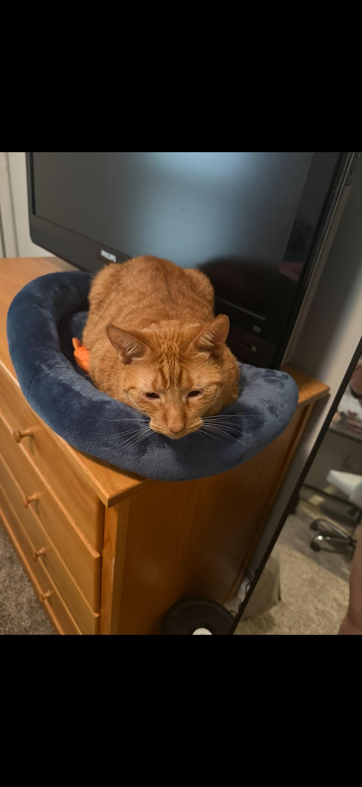 Enlarge Sunny (foster to adopt), a Adoptable mixed breed in West Lafayette, IN image 2/5