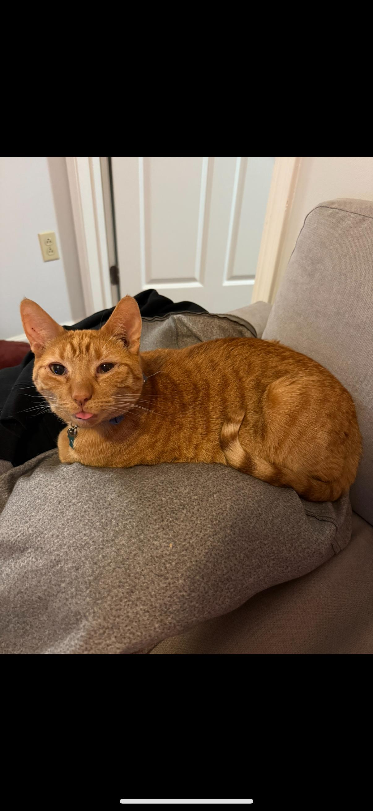 Enlarge Sunny (foster to adopt), a Adoptable mixed breed in West Lafayette, IN image 3/5