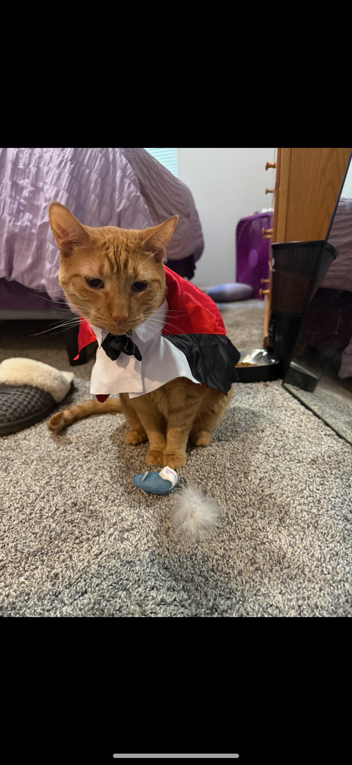 Enlarge Sunny (foster to adopt), a Adoptable mixed breed in West Lafayette, IN image 4/5