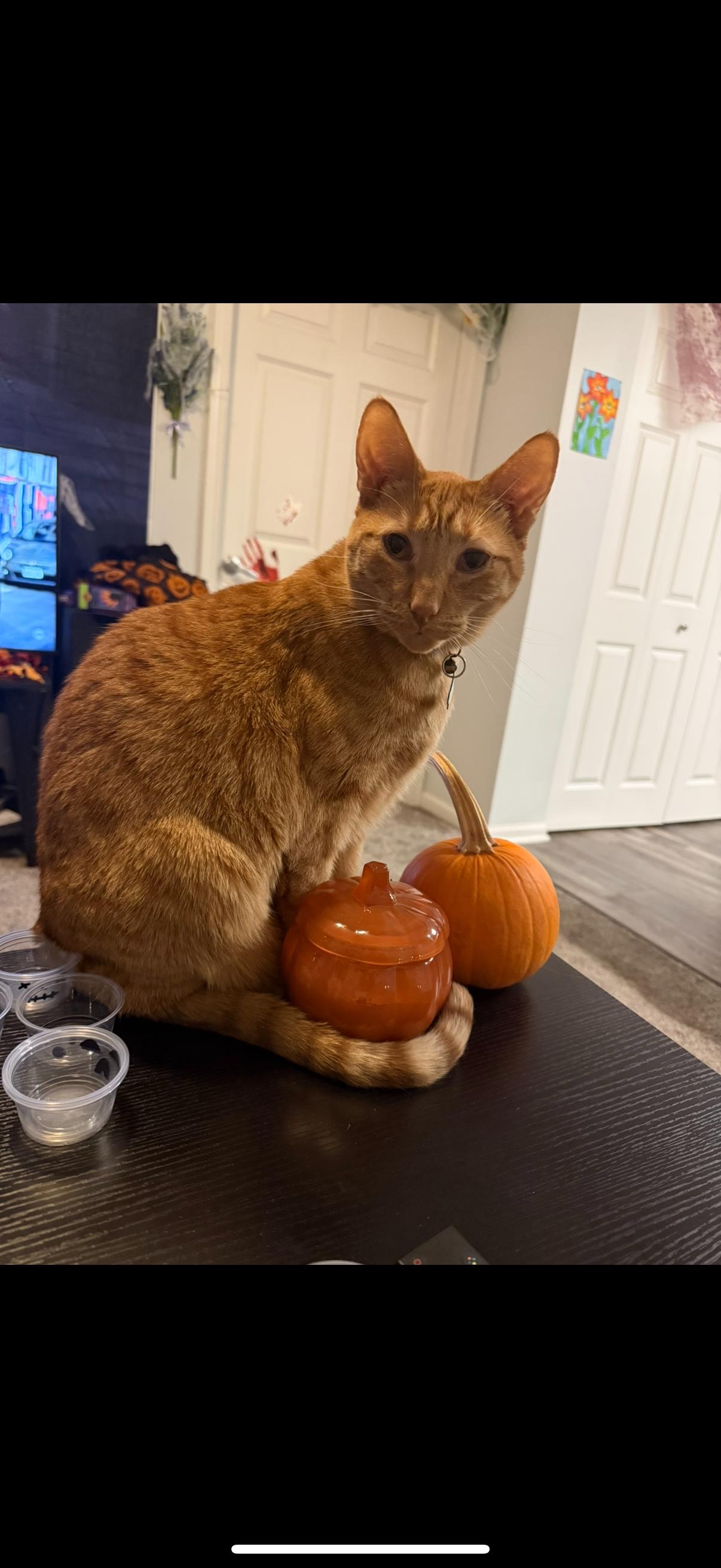 Enlarge Sunny (foster to adopt), a Adoptable mixed breed in West Lafayette, IN image 1/5