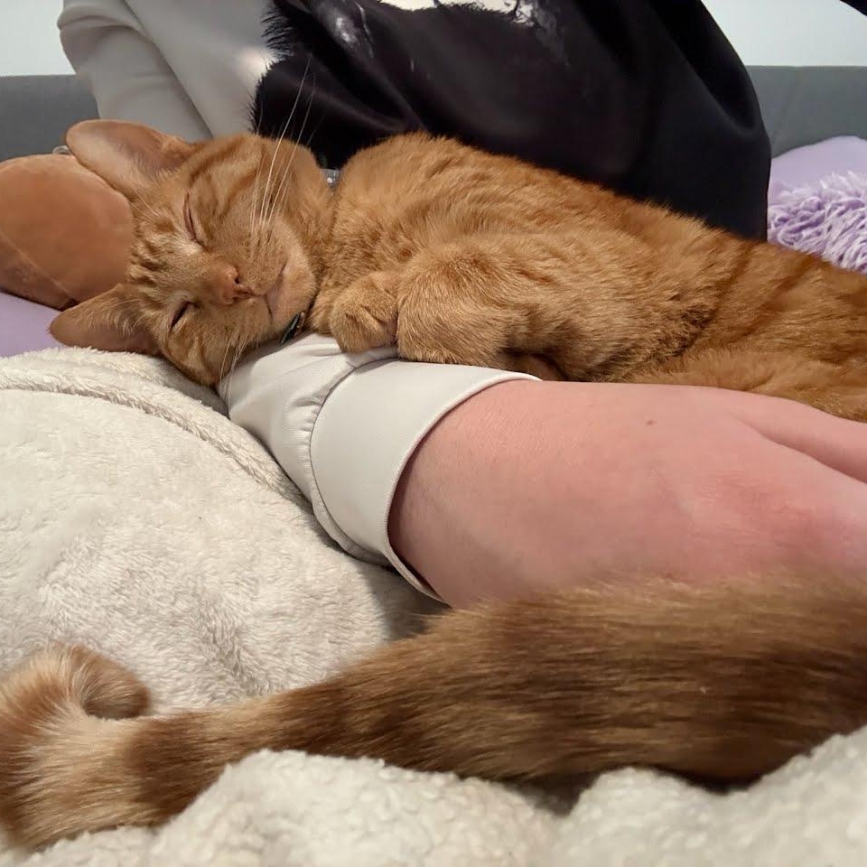 Sunny, Adoptable, Adult Male Tiger & Domestic Short Hair.