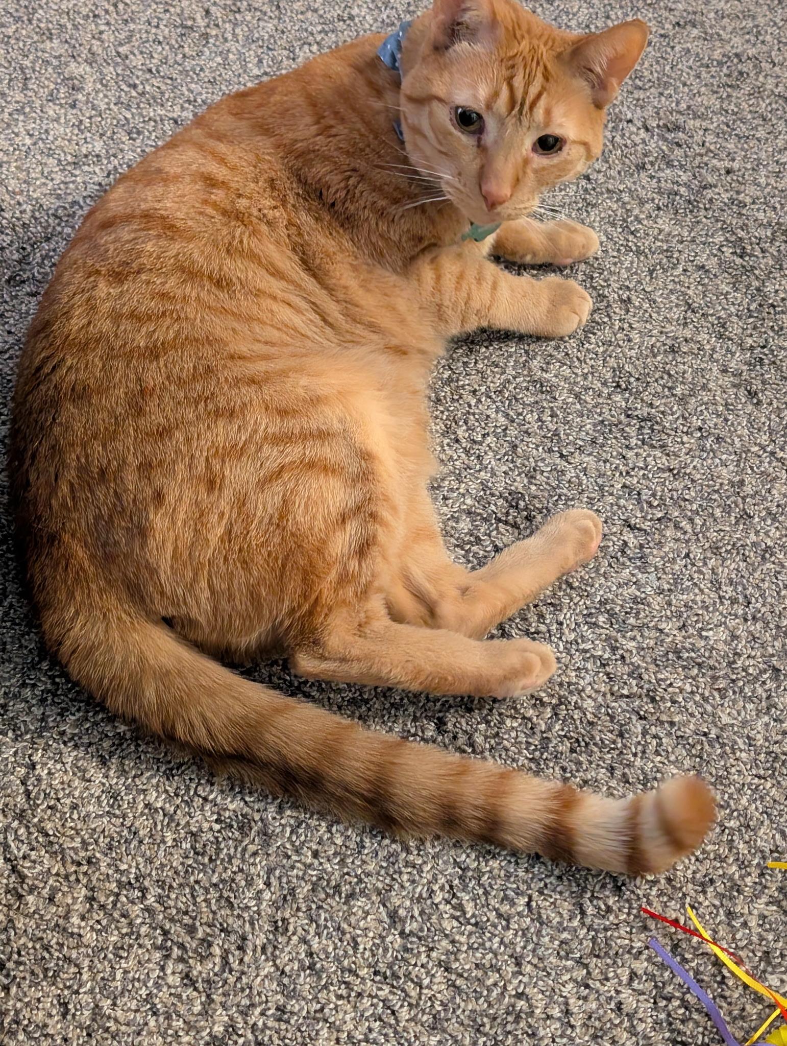 Enlarge Sunny, a Adoptable mixed breed in West Lafayette, IN image 1/6