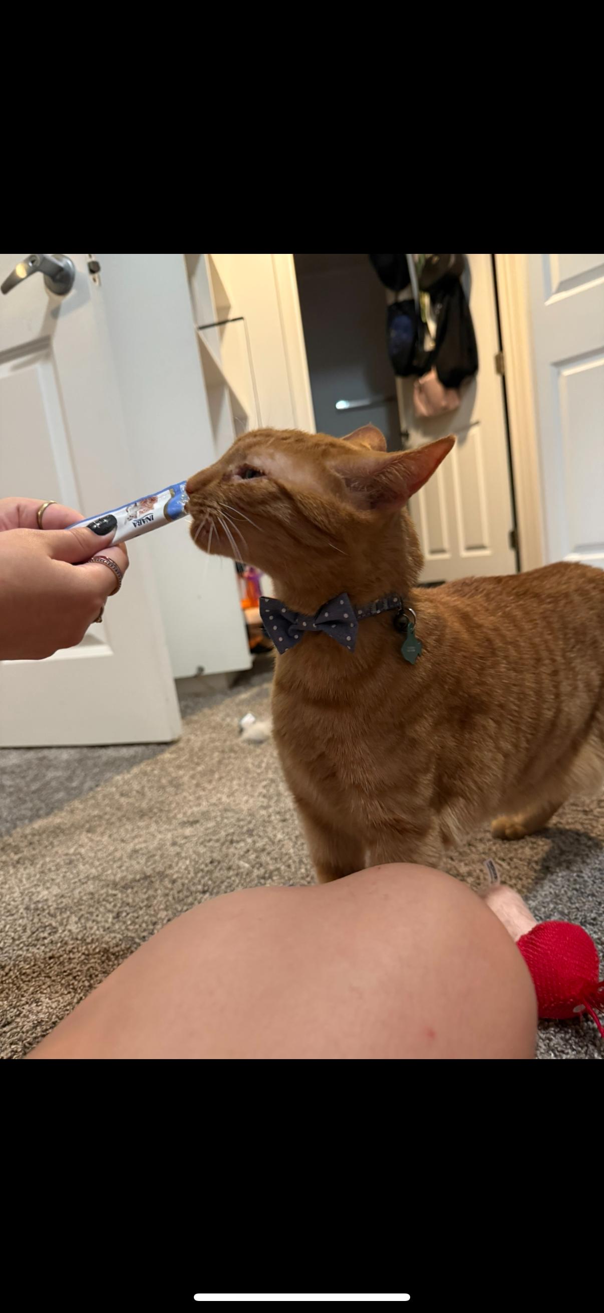 Enlarge Sunny (foster to adopt), a Adoptable mixed breed in West Lafayette, IN image 5/5