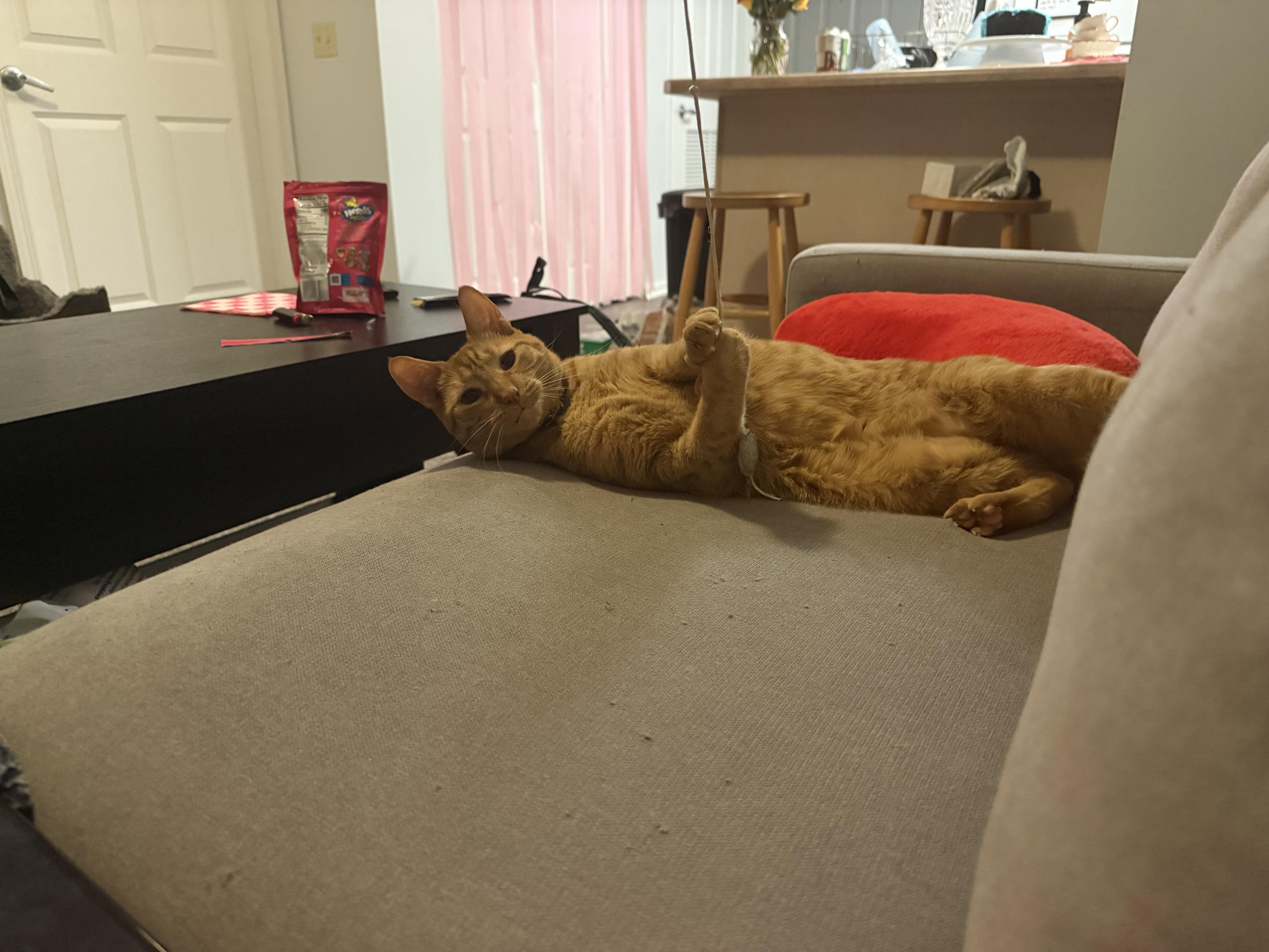 Sunny, a Adoptable mixed breed in West Lafayette, IN image 5/5