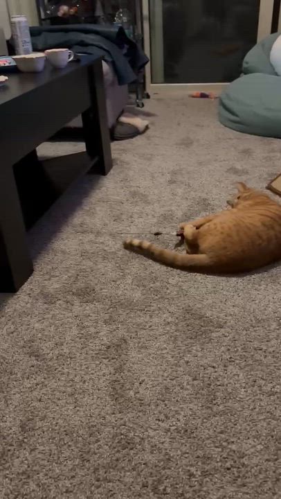 Enlarge Sunny, a Adoptable mixed breed in West Lafayette, IN video 4/5