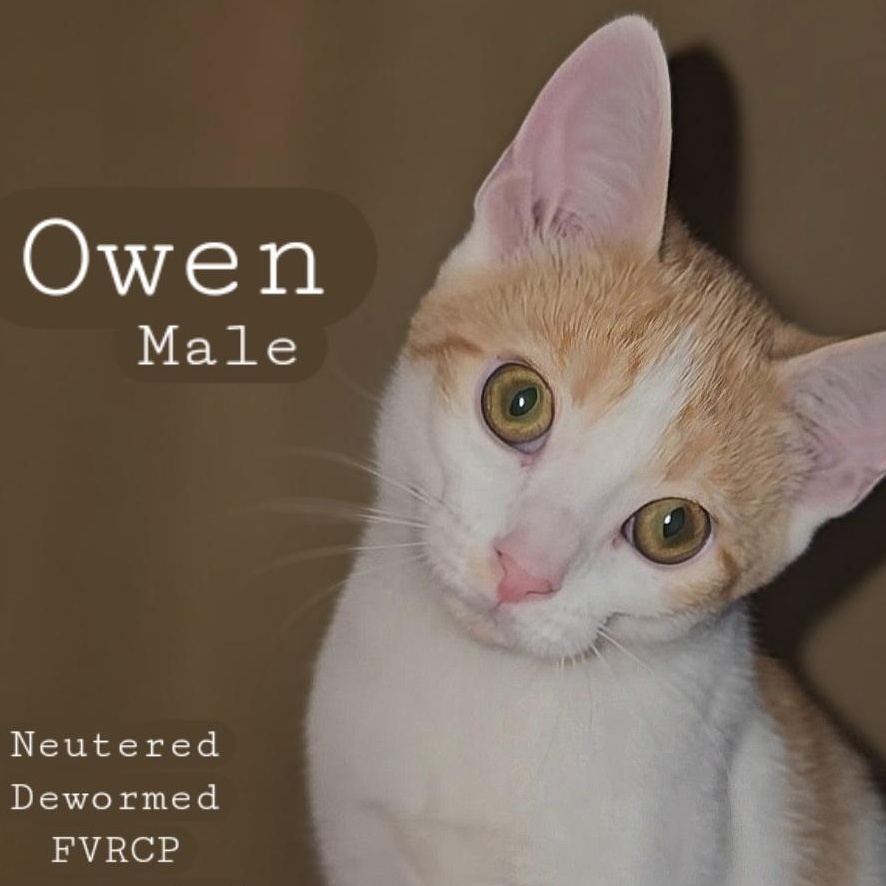 Owen