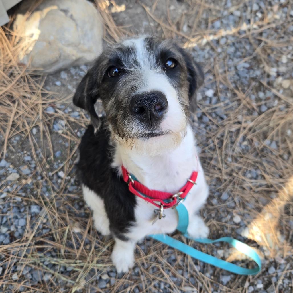 Enlarge Hamster, a Adoptable mixed breed in Incline Village, NV image 2/5