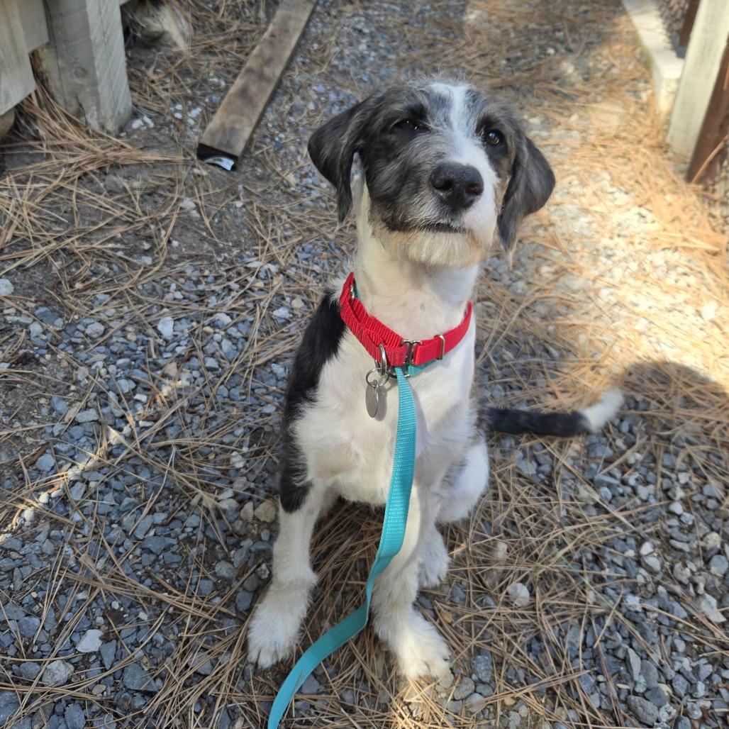 Enlarge Hamster, a Adoptable mixed breed in Incline Village, NV image 3/5