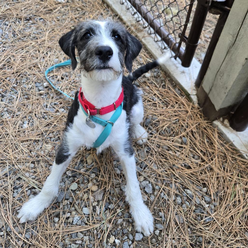 Enlarge Hamster, a Adoptable mixed breed in Incline Village, NV image 4/5