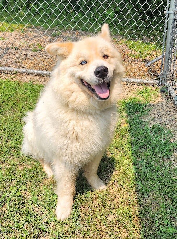 YETI 163-26, adopted, Young Male Great Pyrenees.