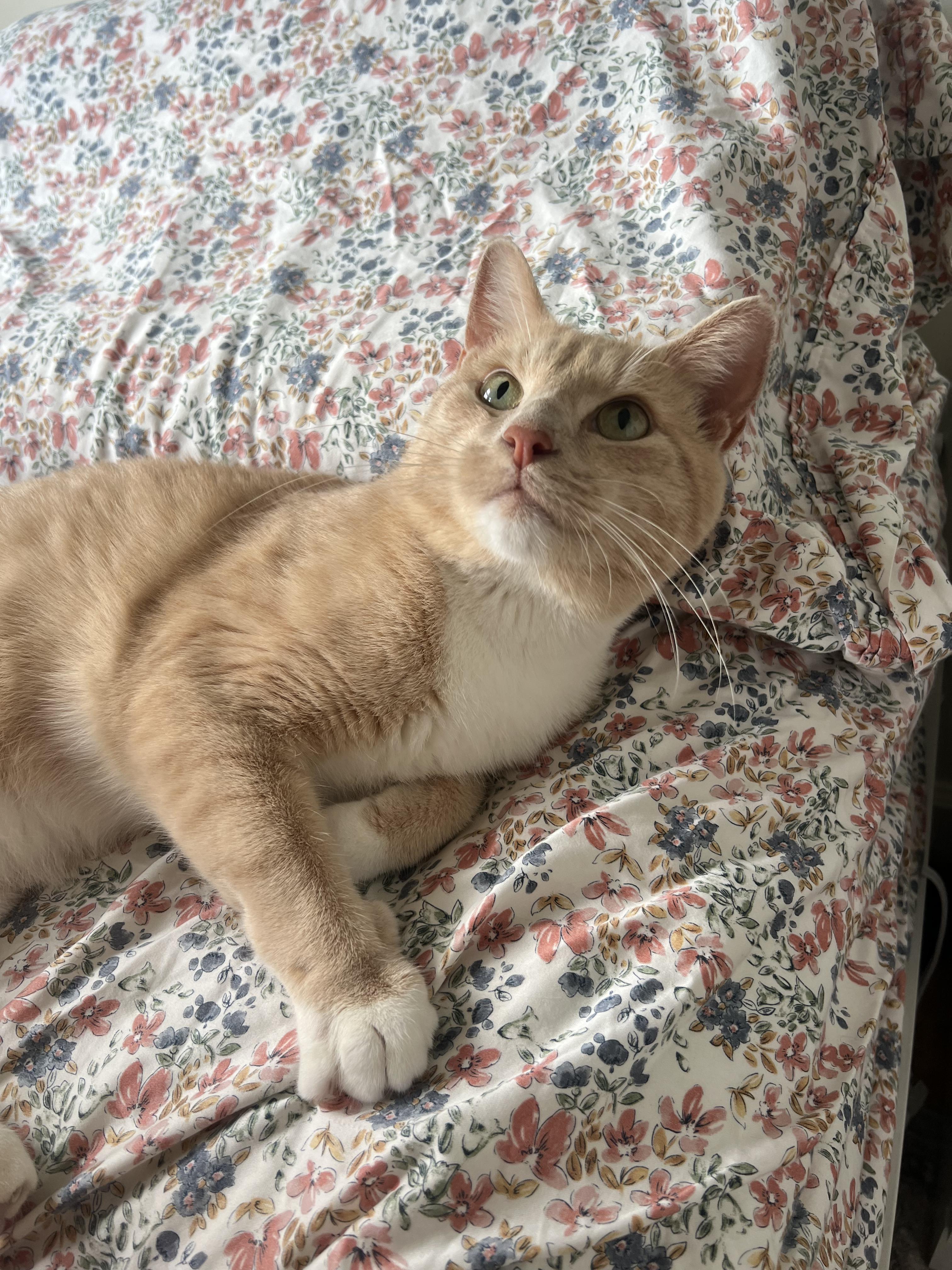 VIVALDI N. ~ Sunshine Days