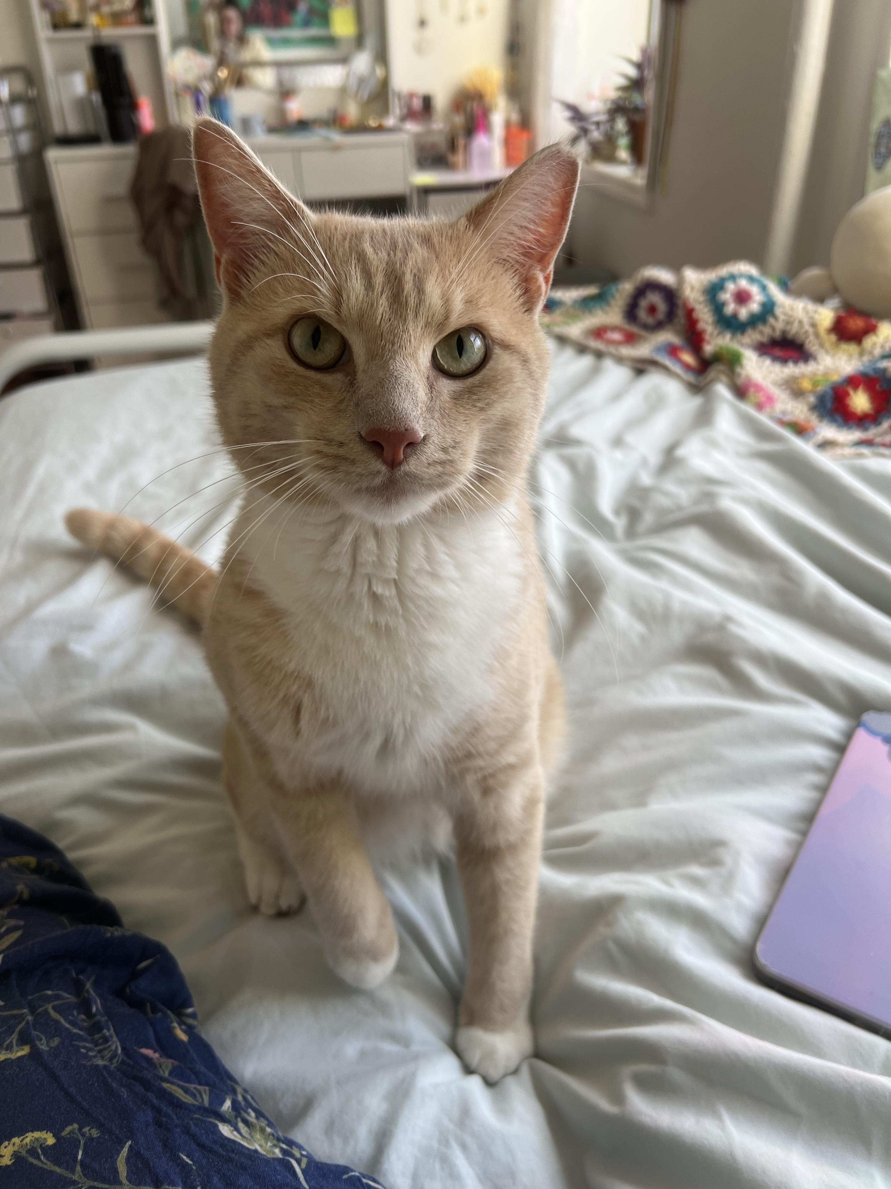 VIVALDI N. ~ Sunshine Days