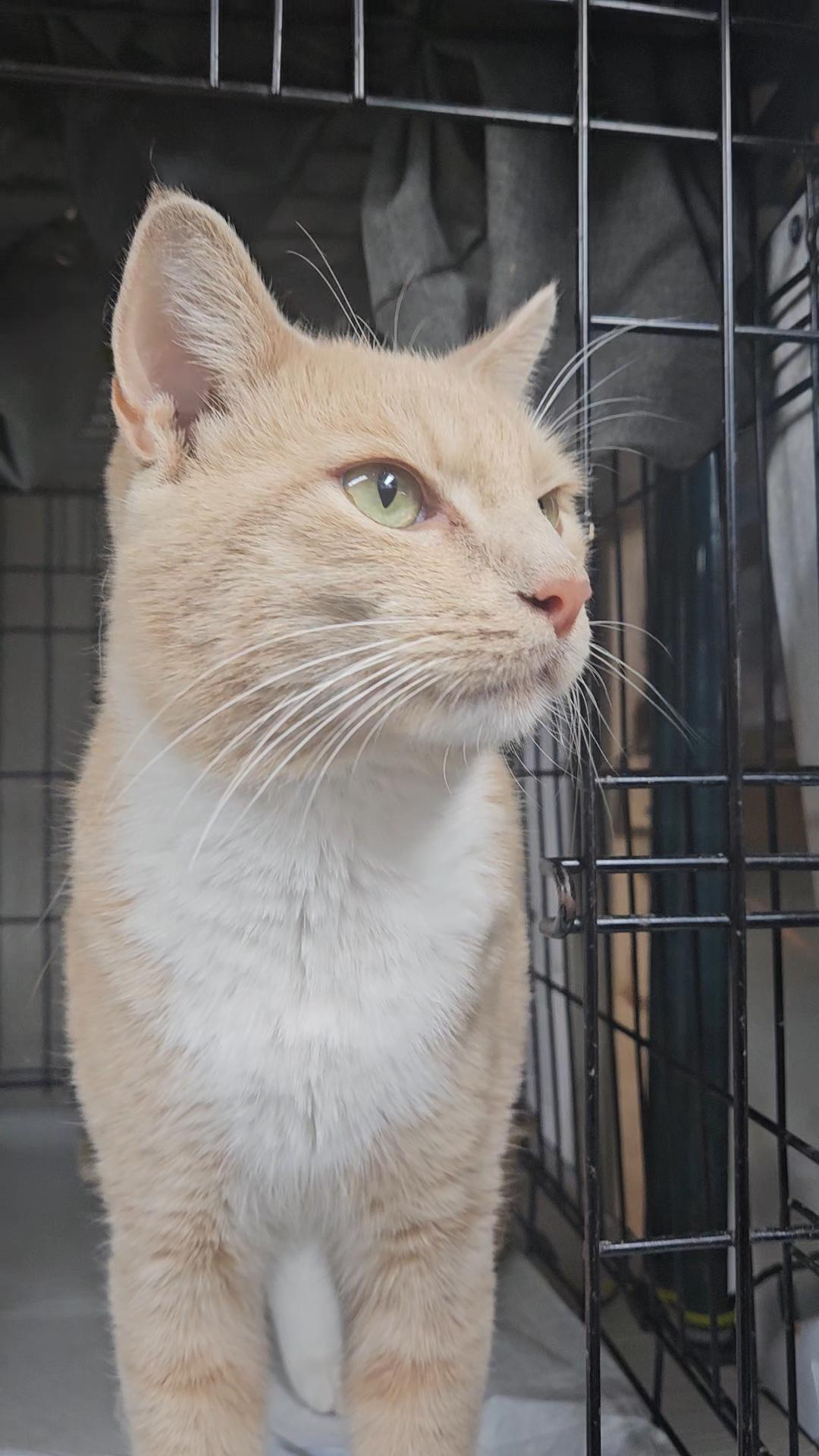 VIVALDI N. ~ Sunshine Days