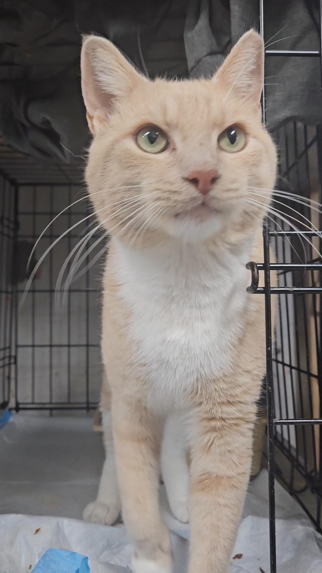 VIVALDI N. ~ Sunshine Days