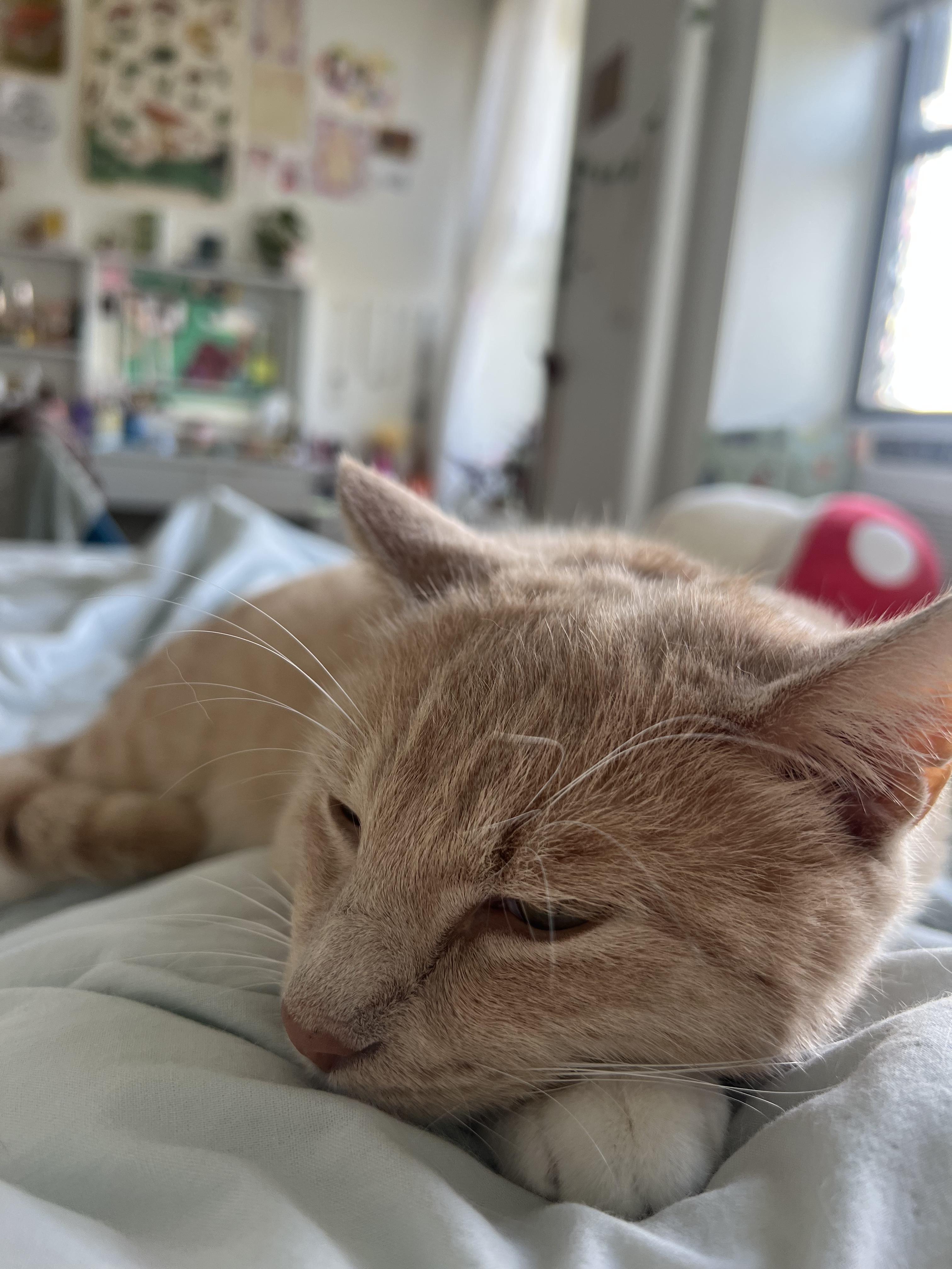 VIVALDI N. ~ Sunshine Days