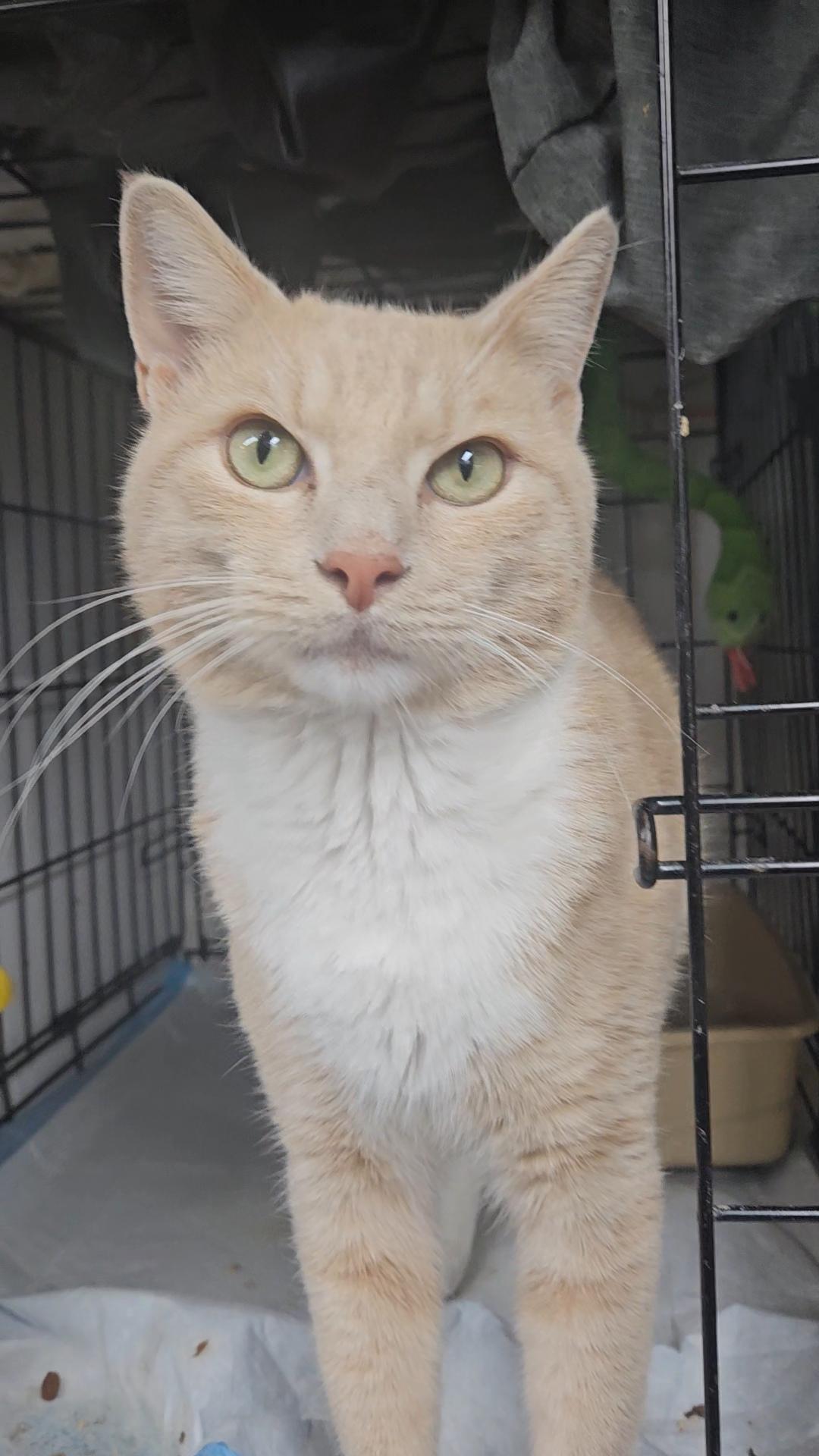 VIVALDI N. ~ Sunshine Days