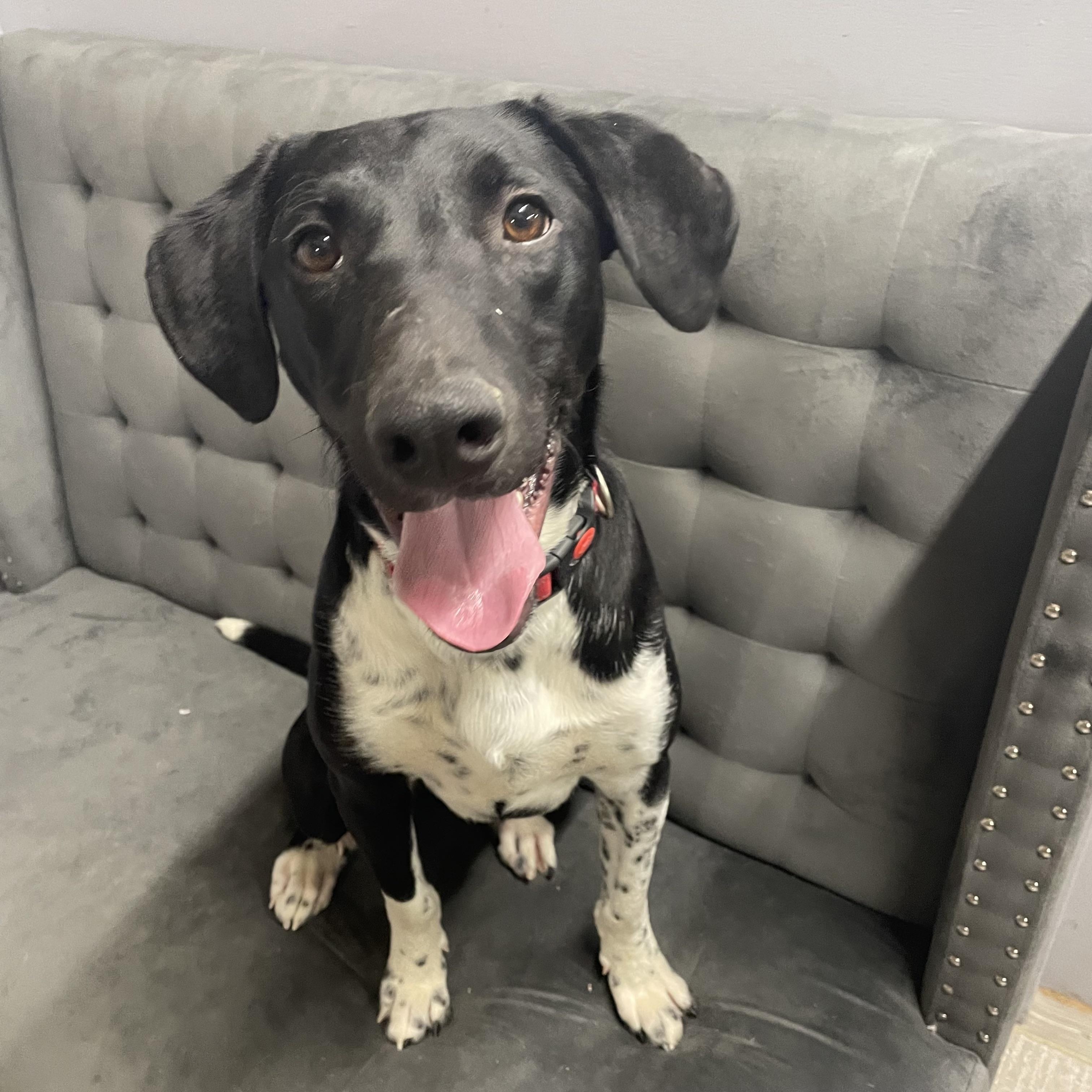 Trooper, a Adoptable mixed breed in Hartland, WI image 1/6