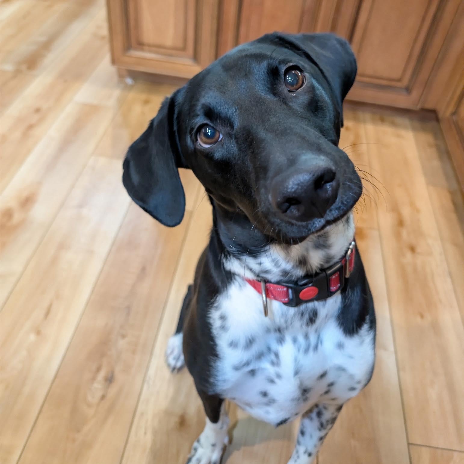 Trooper, a Adoptable mixed breed in Hartland, WI image 2/6