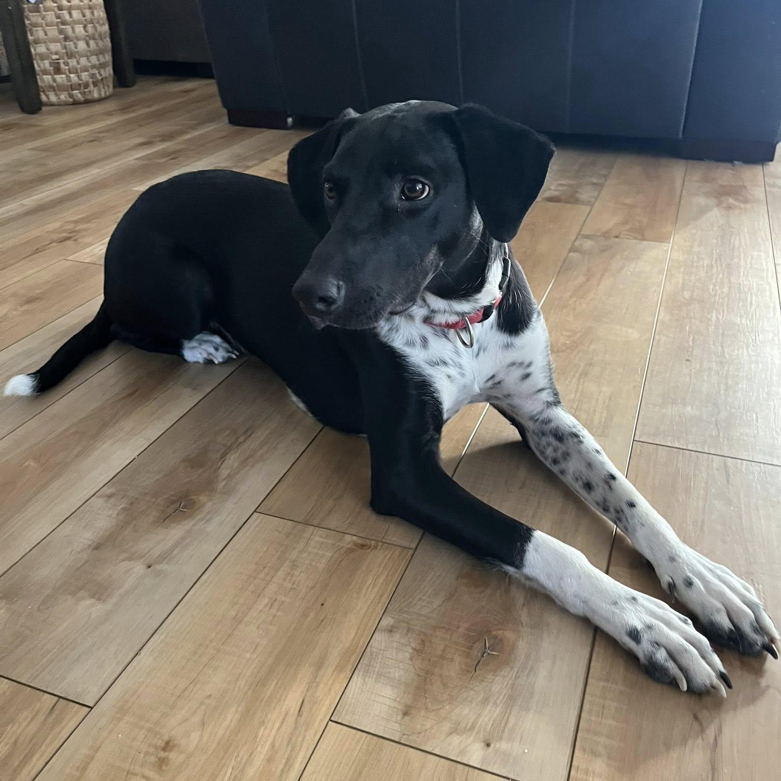 Trooper, a Adoptable mixed breed in Hartland, WI image 3/6