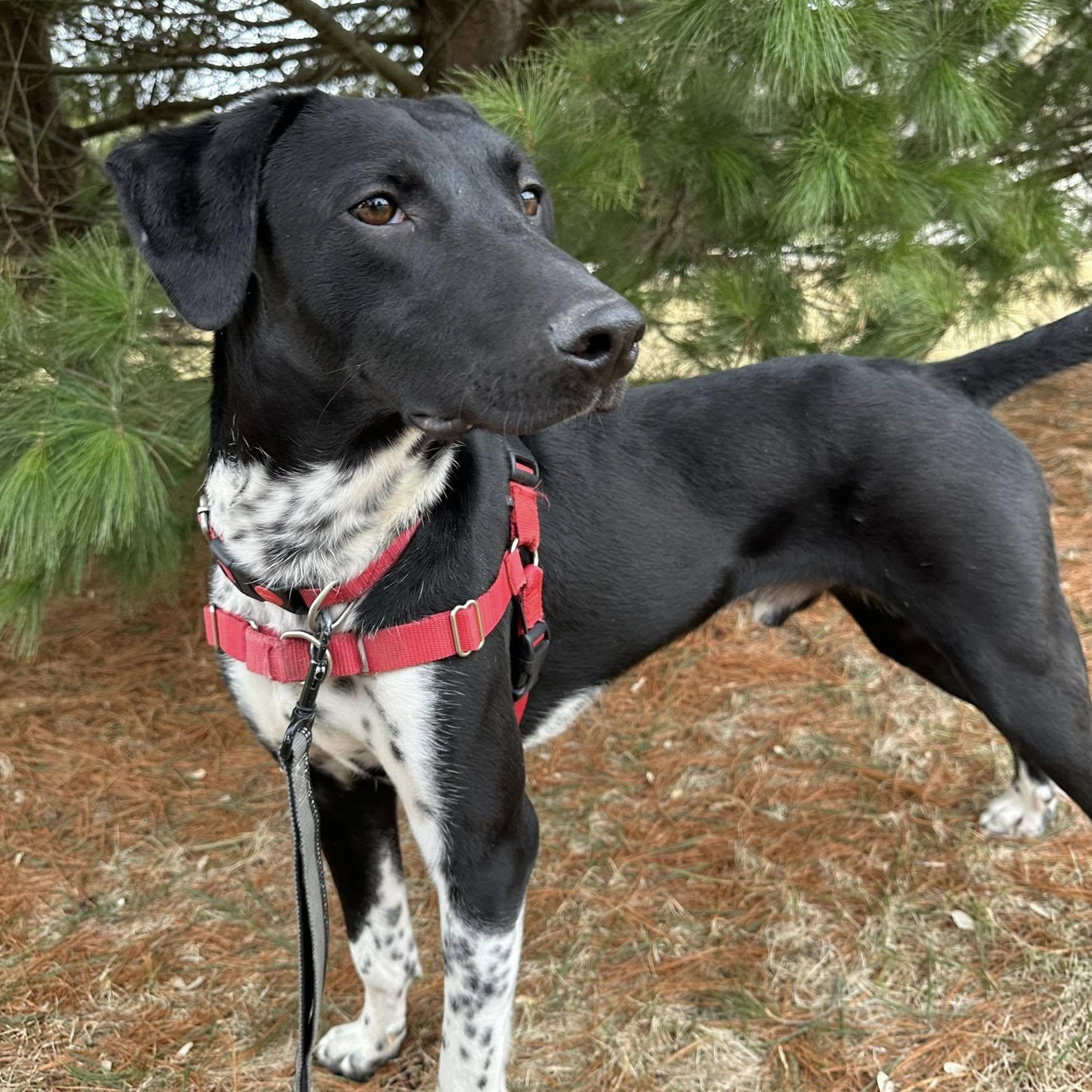 Trooper, a Adoptable mixed breed in Hartland, WI image 4/6