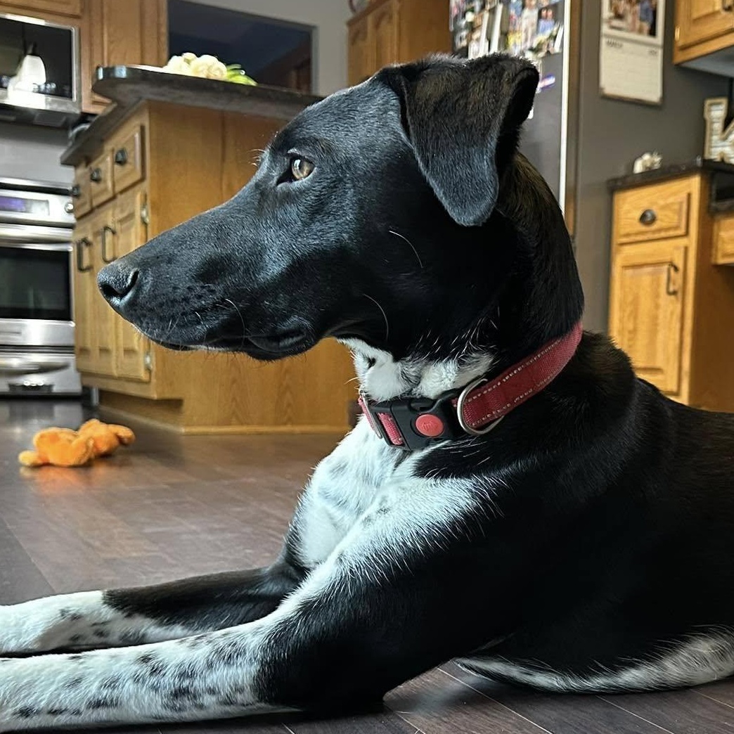 Trooper, a Adoptable mixed breed in Hartland, WI image 5/6