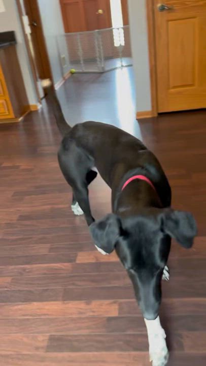 Enlarge Trooper, a Adoptable mixed breed in Hartland, WI video 6/6