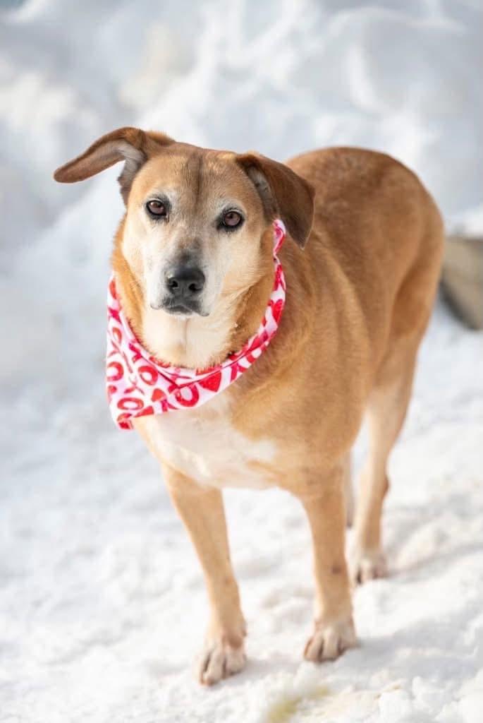 Roxie, Senior Female Hound