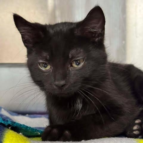 John, Adoptable, Kitten Male Domestic Short Hair.