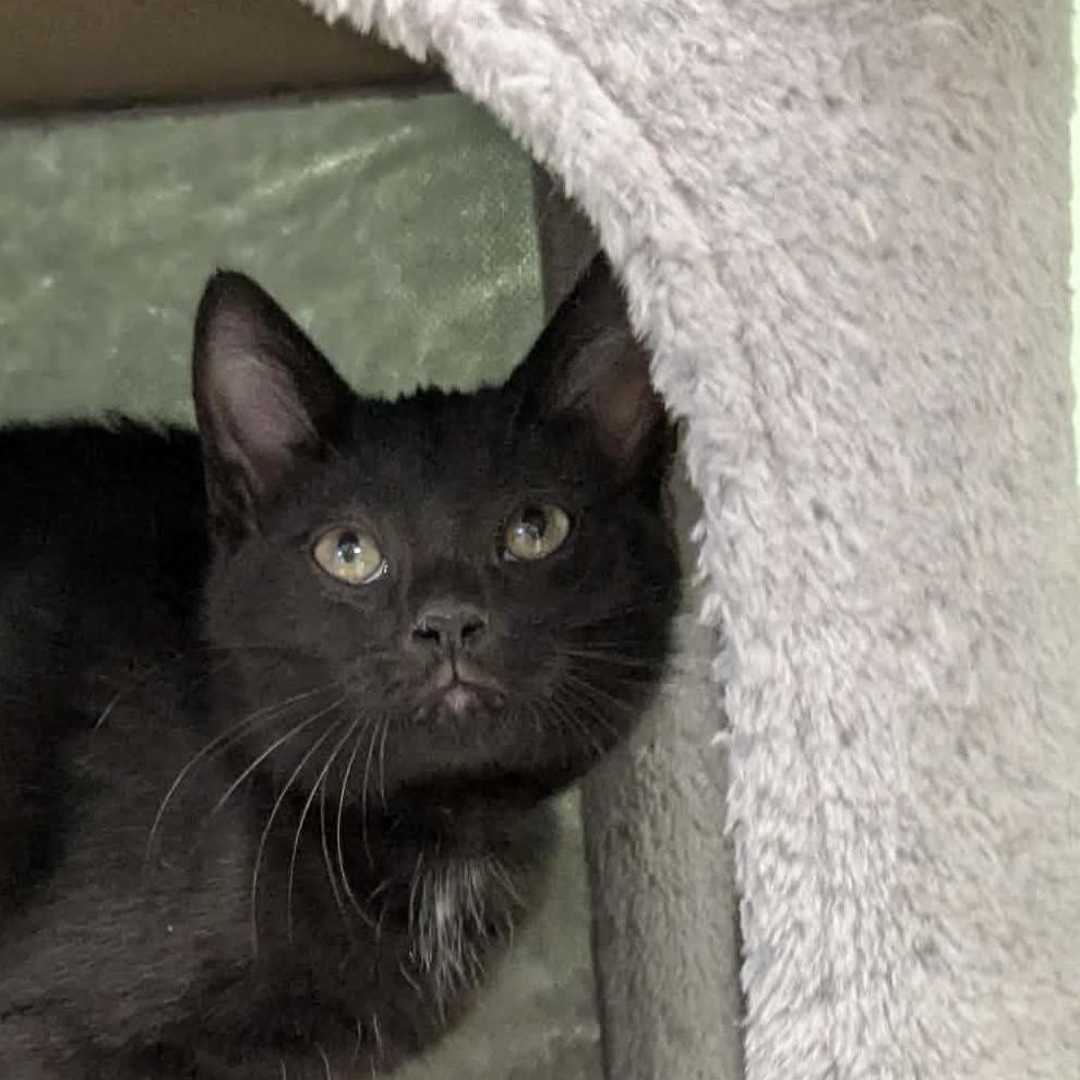 Enlarge John, a Adoptable Domestic Short Hair in Shinnston, WV image 2/3