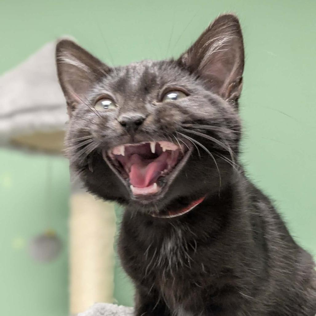 Enlarge John, a Adoptable Domestic Short Hair in Shinnston, WV image 3/3