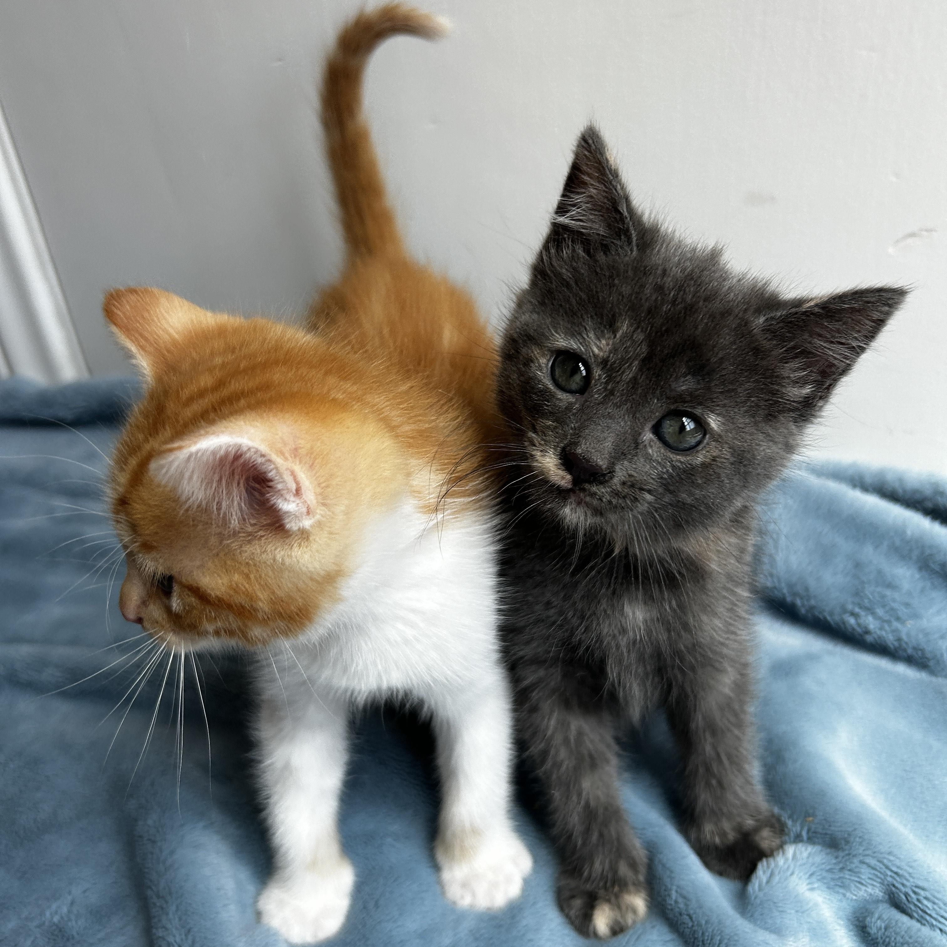 Enlarge Koopa, a Adopted Domestic Short Hair in Los Angeles, CA image 2/5