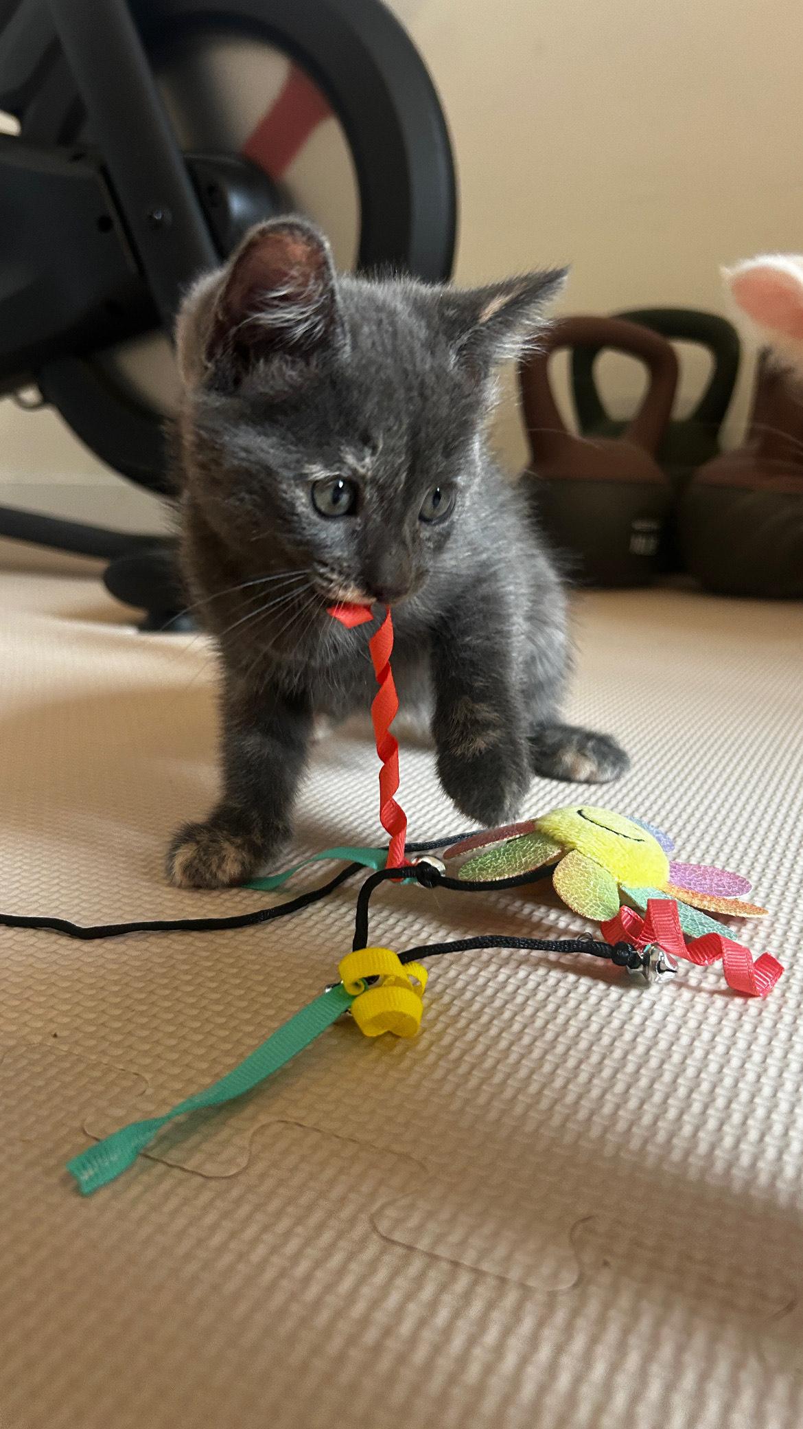 Enlarge Koopa, a Adopted Domestic Short Hair in Los Angeles, CA image 4/5